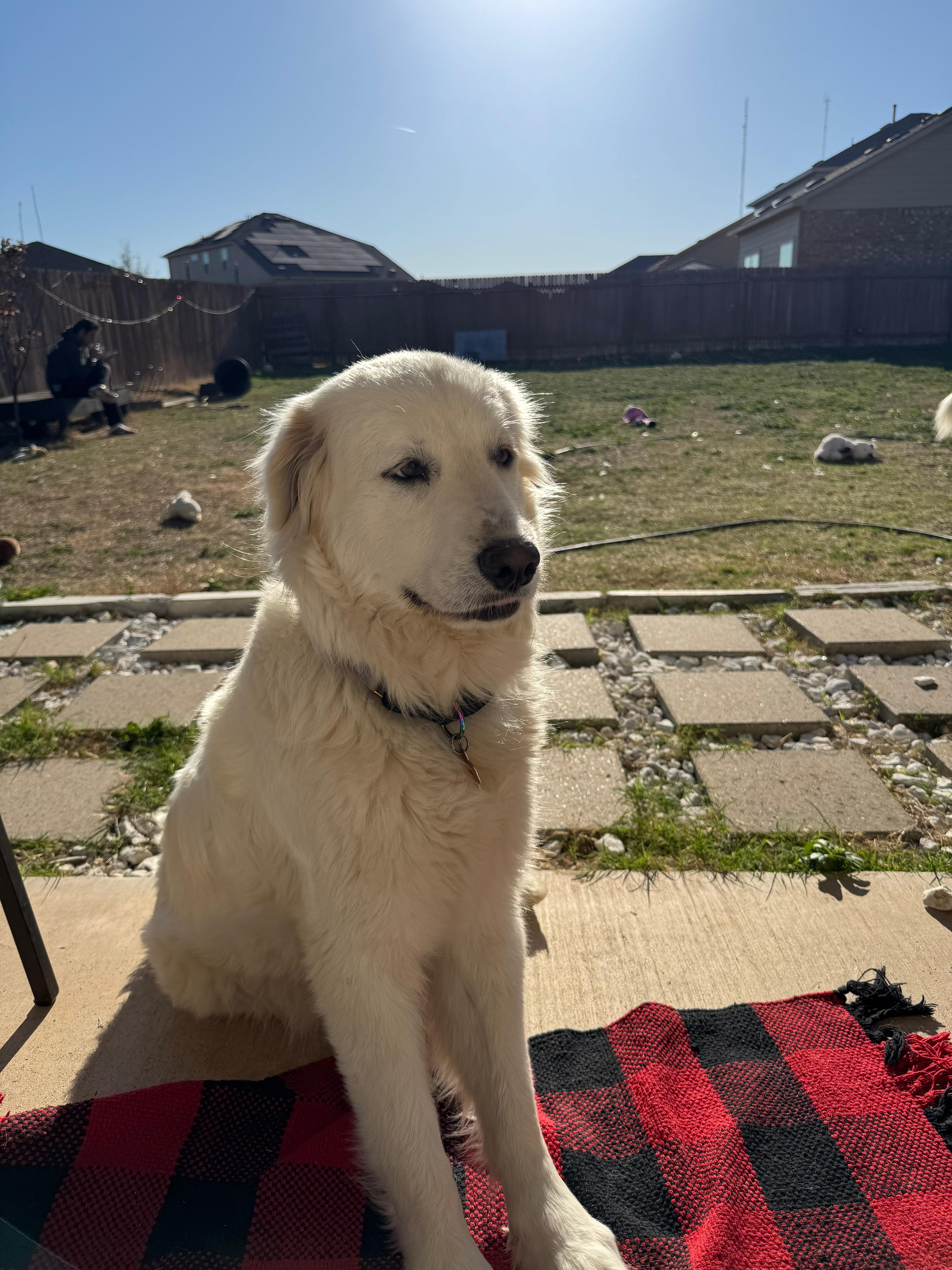 Daisy, the Great Pyrenees foster dog, sitting in the backyard during her pregnancy