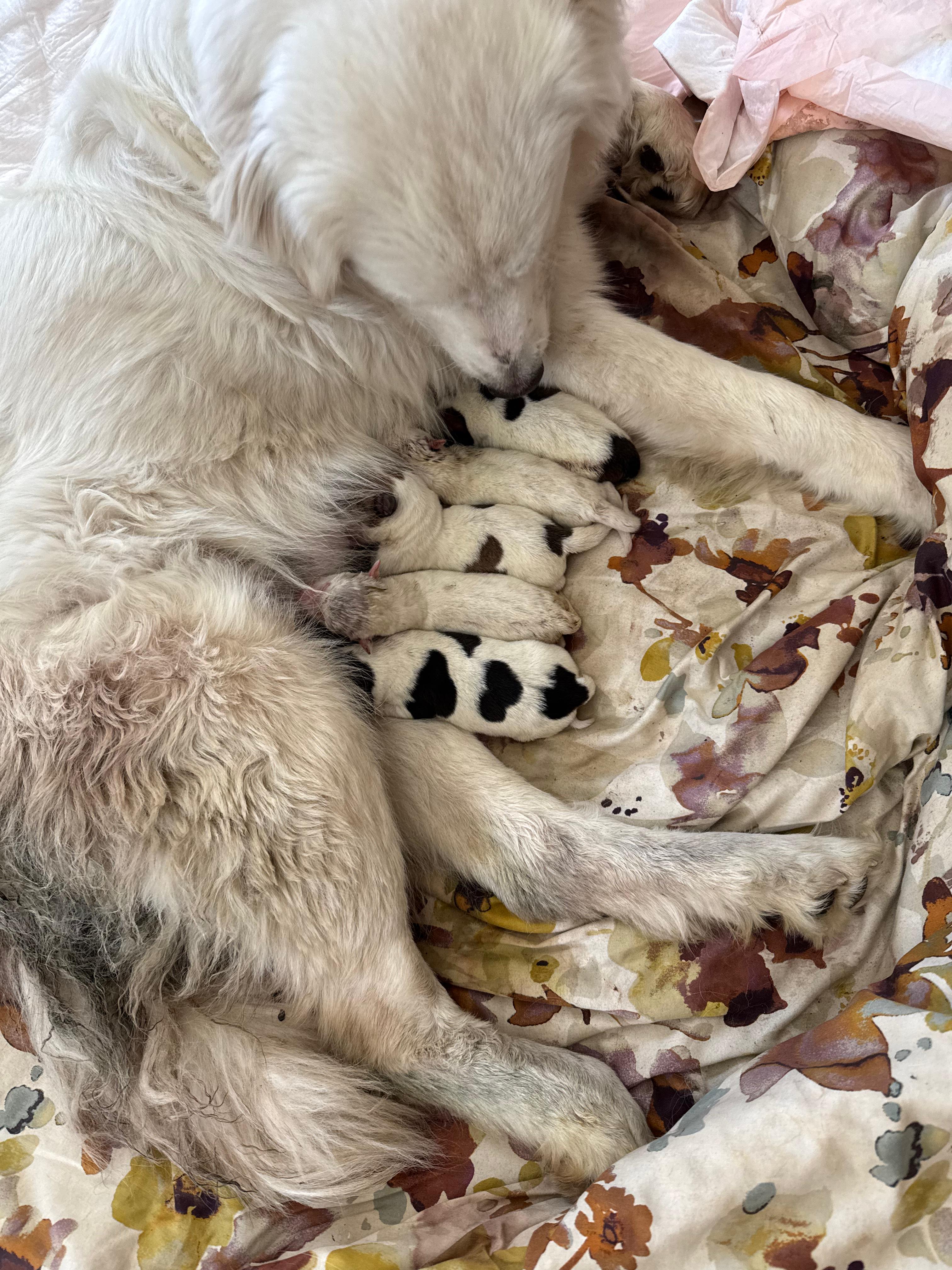 Daisy nursing her newborn puppies — the 2 a.m. delivery that sparked PavaFetch