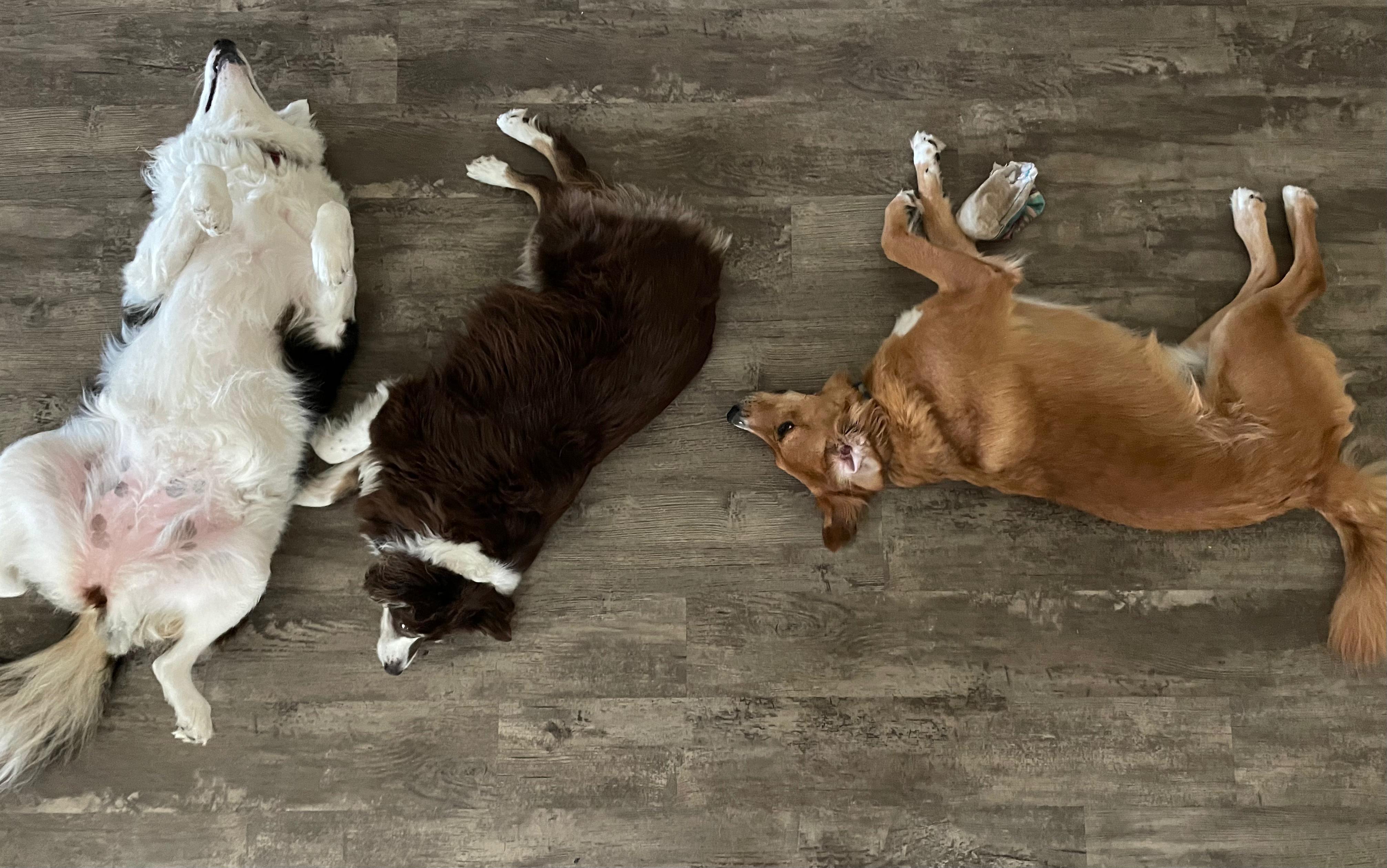 Tucker, Millie, and Lucy napping belly-up together