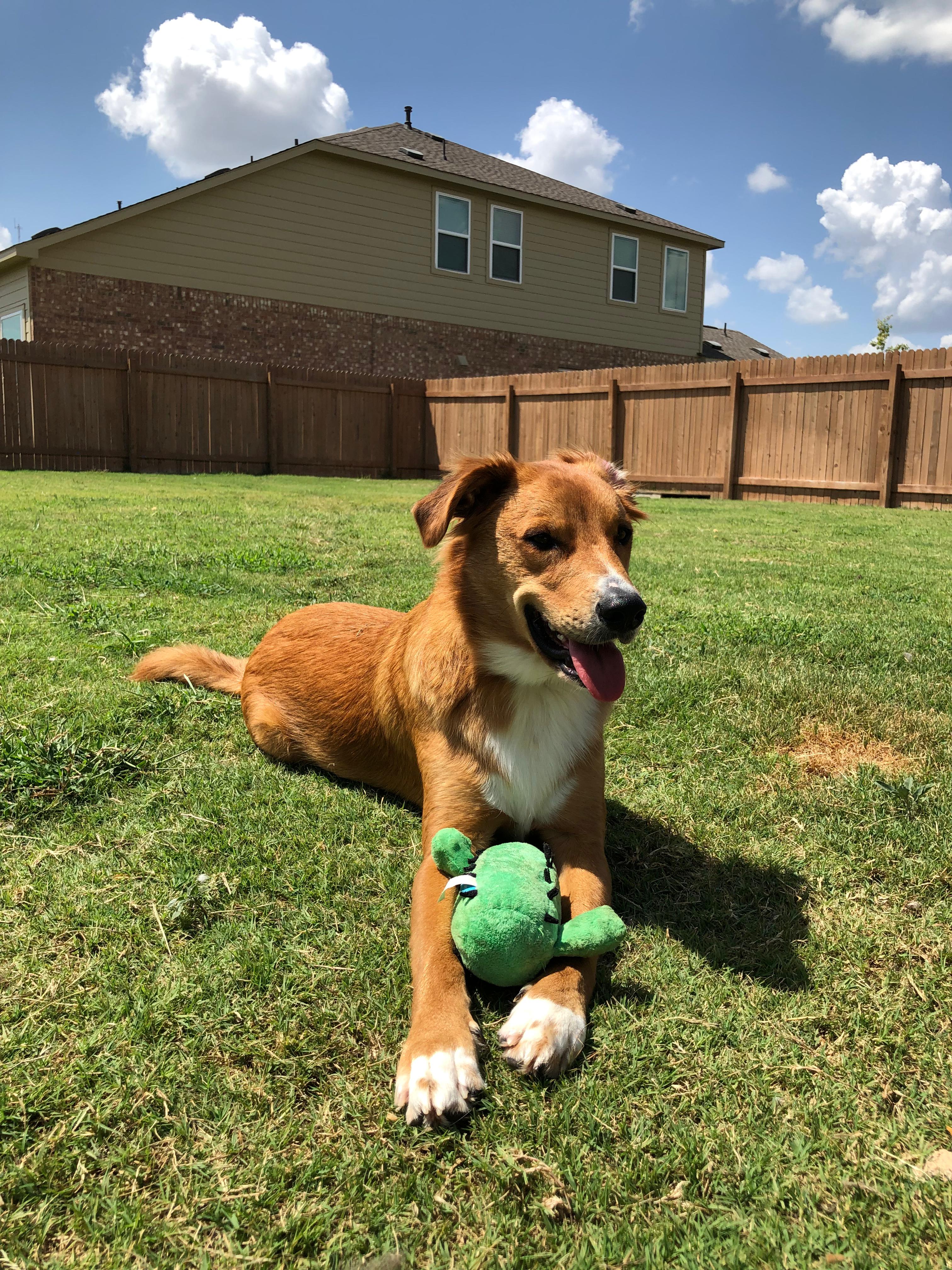 Tucker, the golden retriever who inspired PavaFetch, relaxing in the backyard with his favorite toy