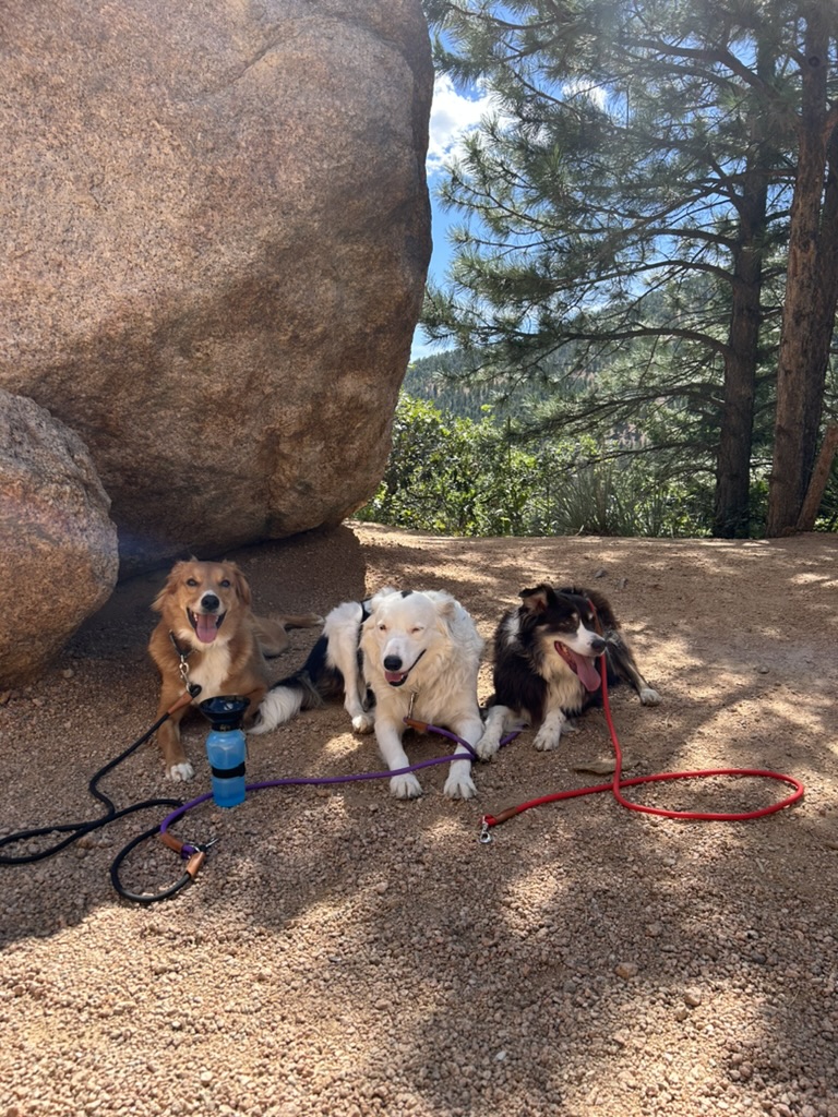 Tucker, Millie, and Lucy resting on a hiking trail — the three rescue dogs that inspired PavaFetch