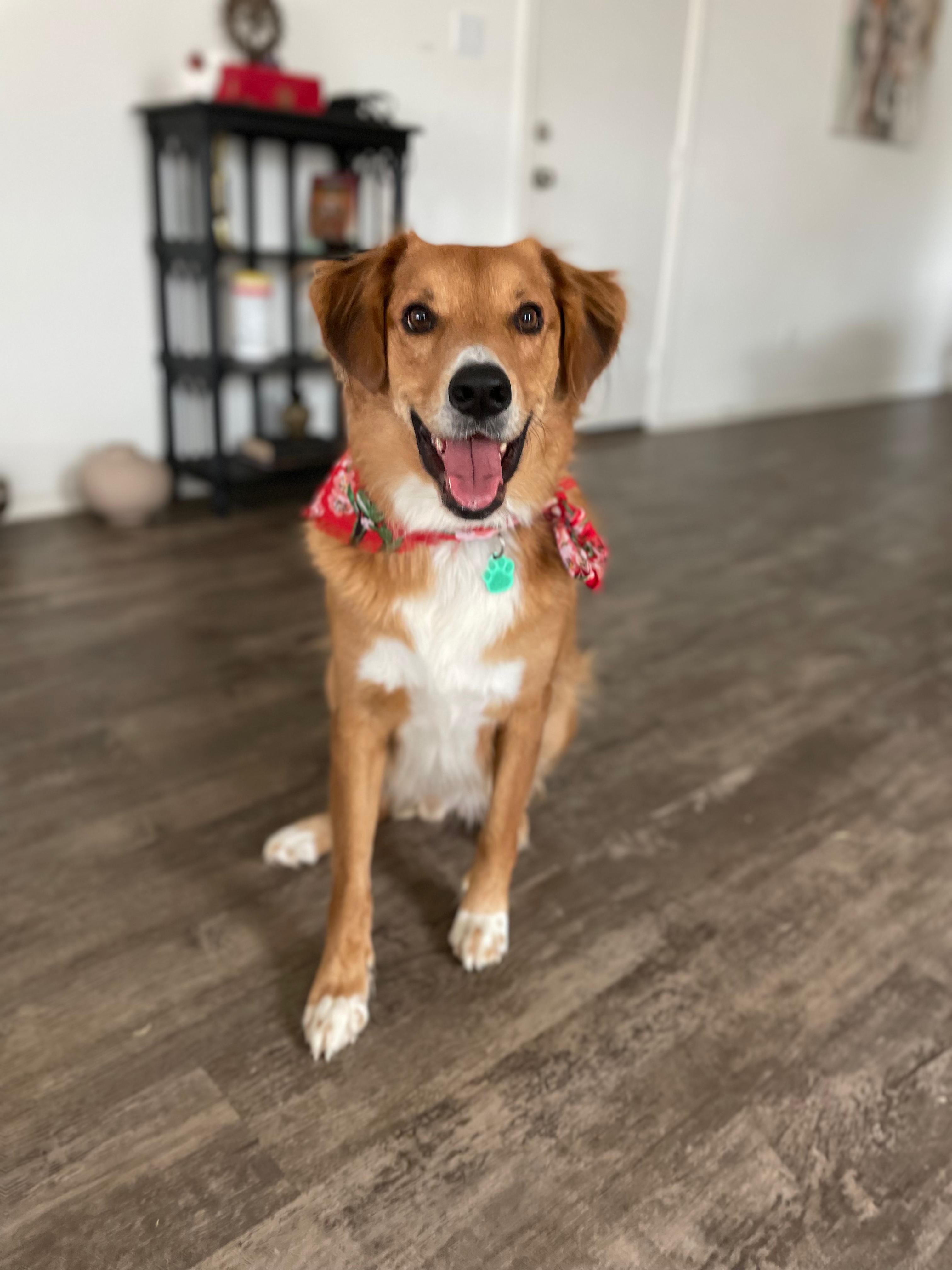 Tucker wearing his Christmas bandana — the rescue dog PavaFetch was built for
